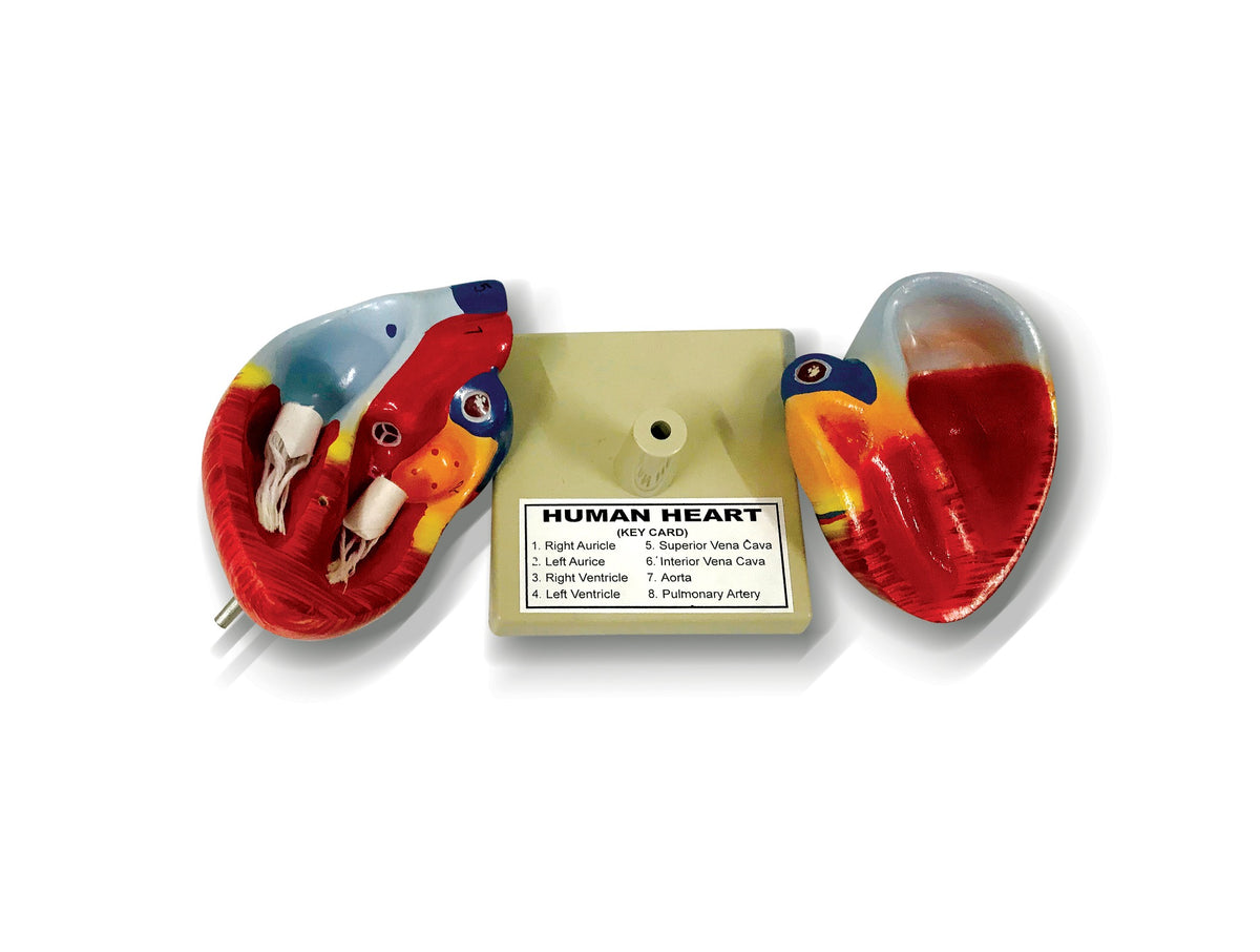 Human heart model opened into two halves on its base with a Human Heart key card