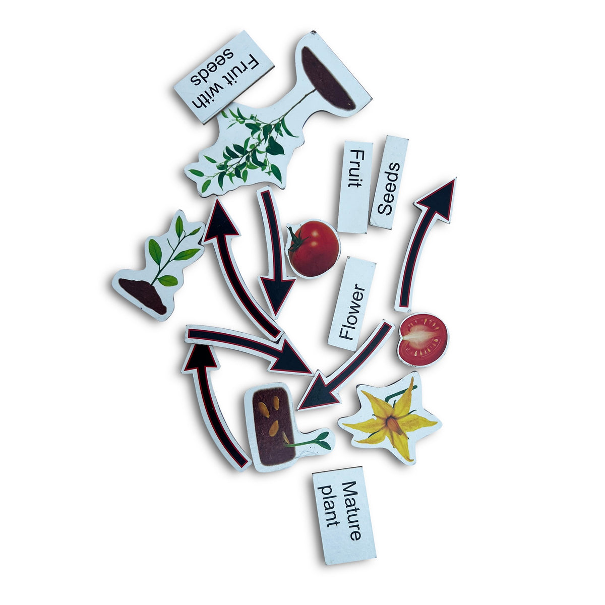 Plant life cycle pieces with arrows and labels: seeds, flower, fruit, mature plant