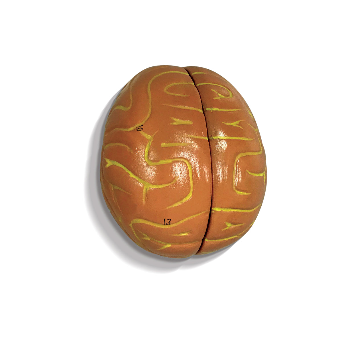 Brain Model