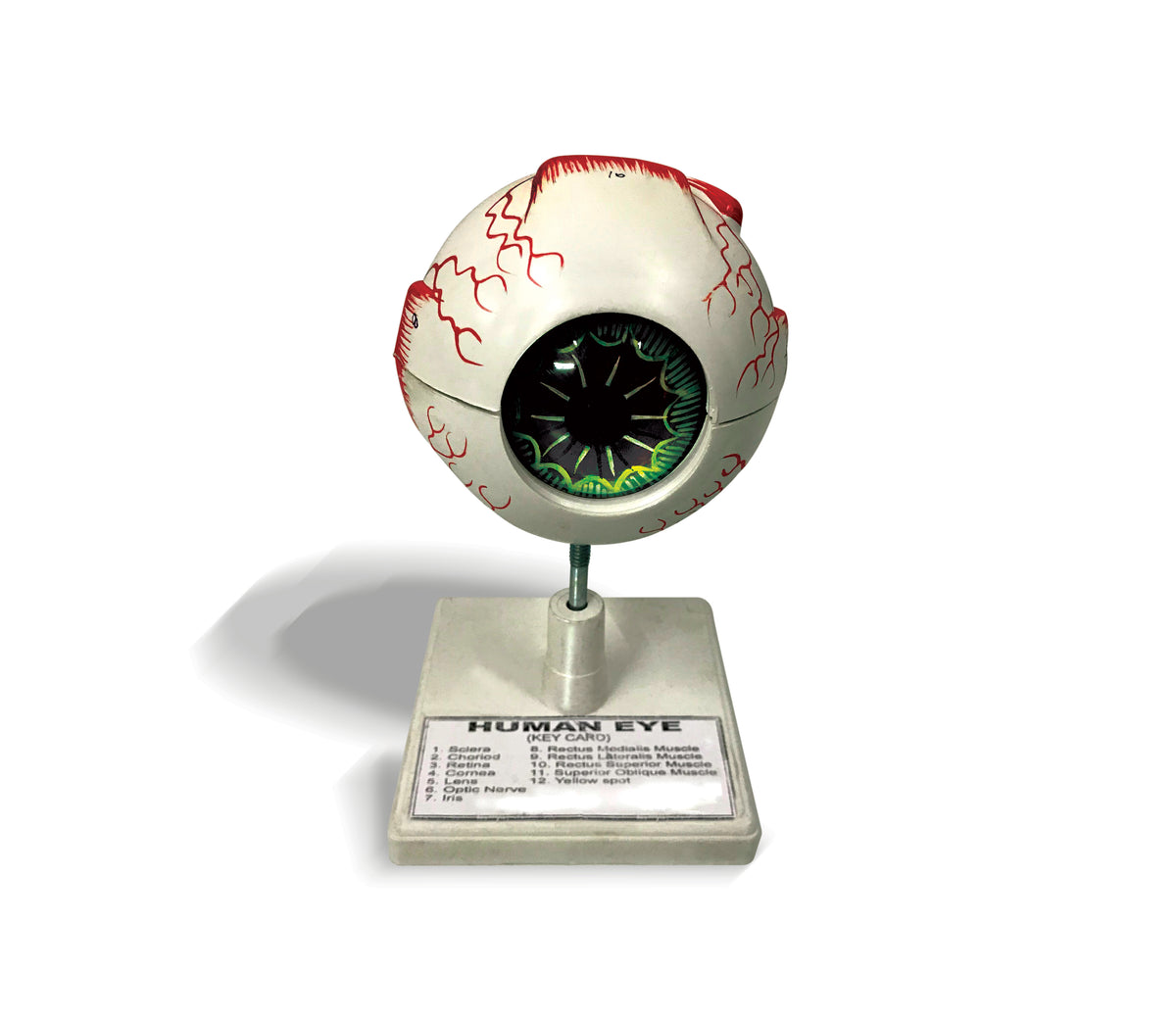 Eye Model