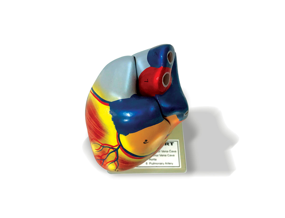 Heart Model