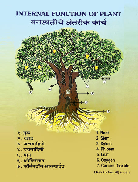 Parts of a plant labelled in English and Marathi to teach students